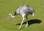 Nandu (sdamerikanischer flugunfhiger Laufvogel) am 11.04.2009 in Wilhelma/Stuttgart