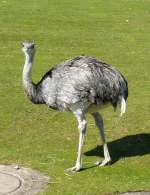 Nandu (sdamerikanischer flugunfhiger Laufvogel) am 11.04.2009 in Wilhelma/Stuttgart
