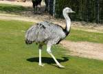 Nandu (sdamerikanischer flugunfhiger Laufvogel) am 11.04.2009 in Wilhelma/Stuttgart
