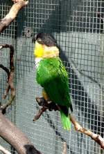 Grnzgelpapagei am 23.07.2008 in Wilhelma/Stuttgart