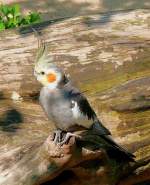 Nymphensittich am 09.06.2008 in Stuttgart/Wilhelma