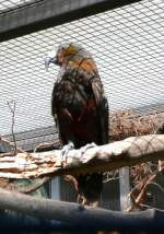 Kaka am 05.07.2008 in Wilhelma/Stuttgart