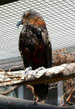 Kaka am 05.07.2008 in Wilhelma/Stuttgart