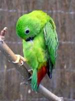 Blaukrnchen am 21.06.2008 in Wilhelma/Stuttgart - ISO800 F3,2 1/20sec freihand ohne Blitz