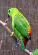 Blaukrnchen am 21.06.2008 in Wilhelma/Stuttgart - ISO800 F3,2 1/25sec freihand ohne Blitz