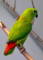 Blaukrnchen am 21.06.2008 in Wilhelma/Stuttgart - ISO800 F3,2 1/25sec freihand ohne Blitz