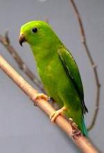 Blaukrnchen am 21.06.2008 in Wilhelma/Stuttgart - ISO800 F3,2 1/30sec freihand ohne Blitz