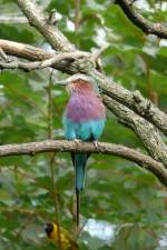 Grnscheitelracke am 23.07.2008 in Wilhelma/Stuttgart