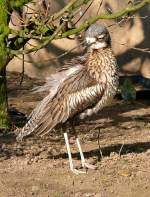 Australischer Triel am 11.04.2009 in Wilhelma/Stuttgart