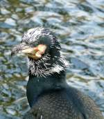 Kormoran am 22.03.2009 in Stuttgart/Wilhelma