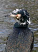 Kormoran am 22.03.2009 in Stuttgart/Wilhelma