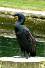 Kormoran am 19.07.2008 in Wilhelma/Stuttgart