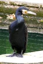 Kormoran am 19.07.2008 in Wilhelma/Stuttgart