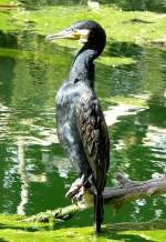 Kormoran am 04.07.2008 in Wilhelma/Stuttgart