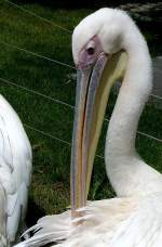 Pelikan am 19.07.2008 in Wilhelma/Stuttgart