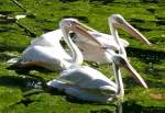 Pelikane am 05.07.2008 in Stuttgart/Wilhelma