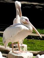 Pelikane am 05.07.2008 in Stuttgart/Wilhelma