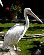 Pelikan am 05.07.2008 in Stuttgart/Wilhelma