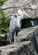 Graureiher am 23.07.2008 in Wilhelma/Stuttgart