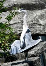 Graureiher am 23.07.2008 in Wilhelma/Stuttgart