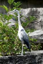 Graureiher am 23.07.2008 in Wilhelma/Stuttgart