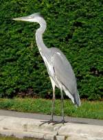 Graureiher am 24.07.2008 in Wilhelma/Stuttgart