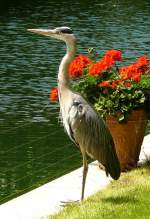 Graureiher am 19.07.2008 in Wilhelma/Stuttgart