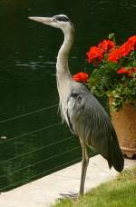 Graureiher am 19.07.2008 in Wilhelma/Stuttgart