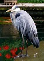 Graureiher am 07.09.2008 in Wilhelma/Stuttgart