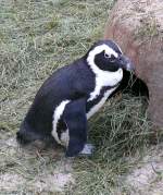 Pinguine am 24.12.2008 in Wilhelma/Stuttgart