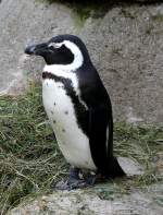 Pinguine am 24.12.2008 in Stuttgart/Wilhelma