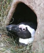 Pinguine am 24.12.2008 in Stuttgart/Wilhelma