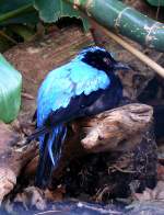 Elfenblauvogel am 17.11.2008 in Wilhelma/Stuttgart