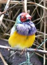 Gouldamadine am 14.06.2008 in Wilhelma/Stuttgart