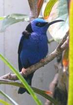 Trkisnaschvogel am 14.06.2008 in Stuttgart/Wilhelma