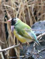 Gouldamadine am 17.11.2008 in Wilhelma/Stuttgart