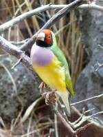 Gouldamadine am 17.11.2008 in Wilhelma/Stuttgart