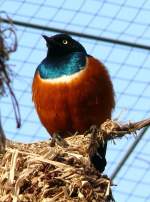 Dreifarbenglanzstar am 09.06.2008 in Stuttgart/Wilhelma