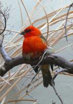 Madagaskarweber am 17.11.2008 in Wilhelma/Stuttgart