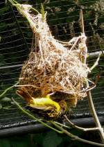 Textor-Weber am 21.06.2008 in Wilhelma/Stuttgart