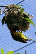 Textor-Weber am 21.06.2008 in Wilhelma/Stuttgart