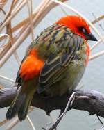 Madagaskarweber am 28.06.2008 in Stuttgart/Wilhelma