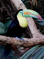 Fischertukan am 19.07.2008 in Wilhelma/Stuttgart