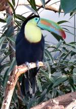 Fischertukan am 24.12.2008 in Wilhelma/Stuttgart