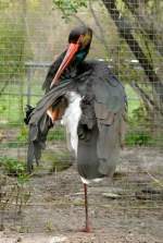 Schwarzstorch am 03.04.2009 in Stuttgart/Wilhelma