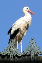 Wei-Storch am 05.07.2008 in Stuttgart/Wilhelma