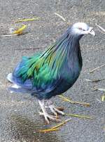 Mhnentaube am 17.11.2008 in Wilhelma/Stuttgart